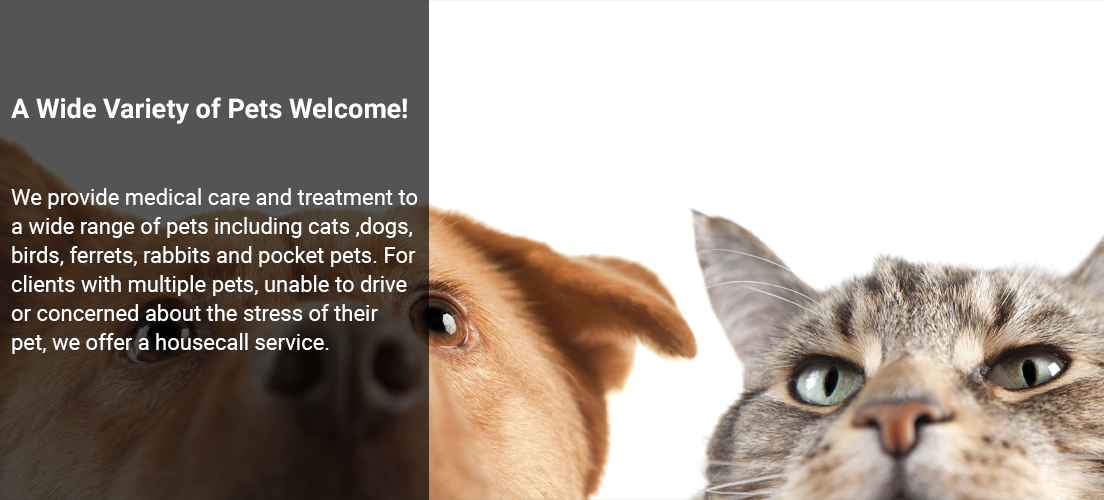 Beacon Pet Hospital Sidney British Co Home