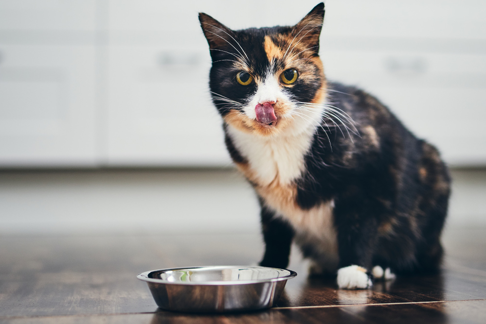 Therapeutic Diets & Products - Cat licking chops over bowl