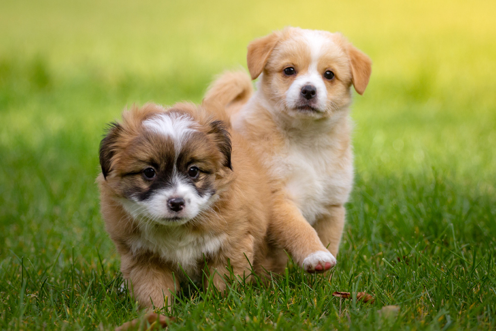 Canine Reproduction - Two Puppies in Grass