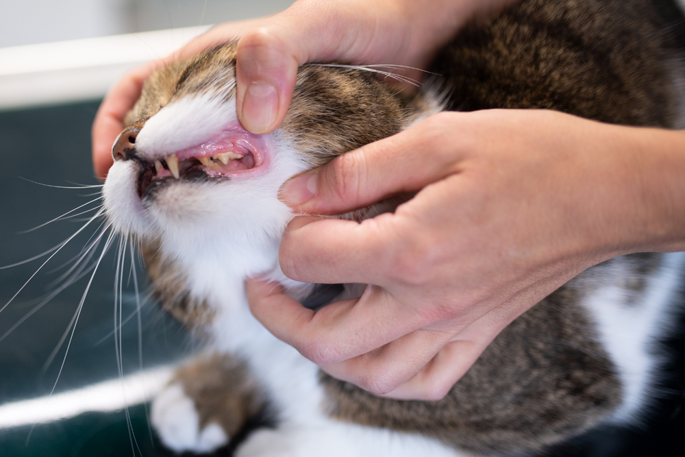 Dental Care - Cat Having Teeth Examined
